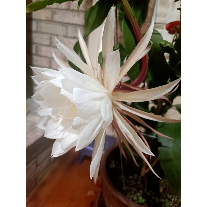 Zensability CUTTING w/ root - Epiphyllum oxipetalum 'Queen of the