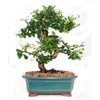 Indoorbonsaiandexotics Fukien Tea Bonsai Tree in 6inch Glazed Pot