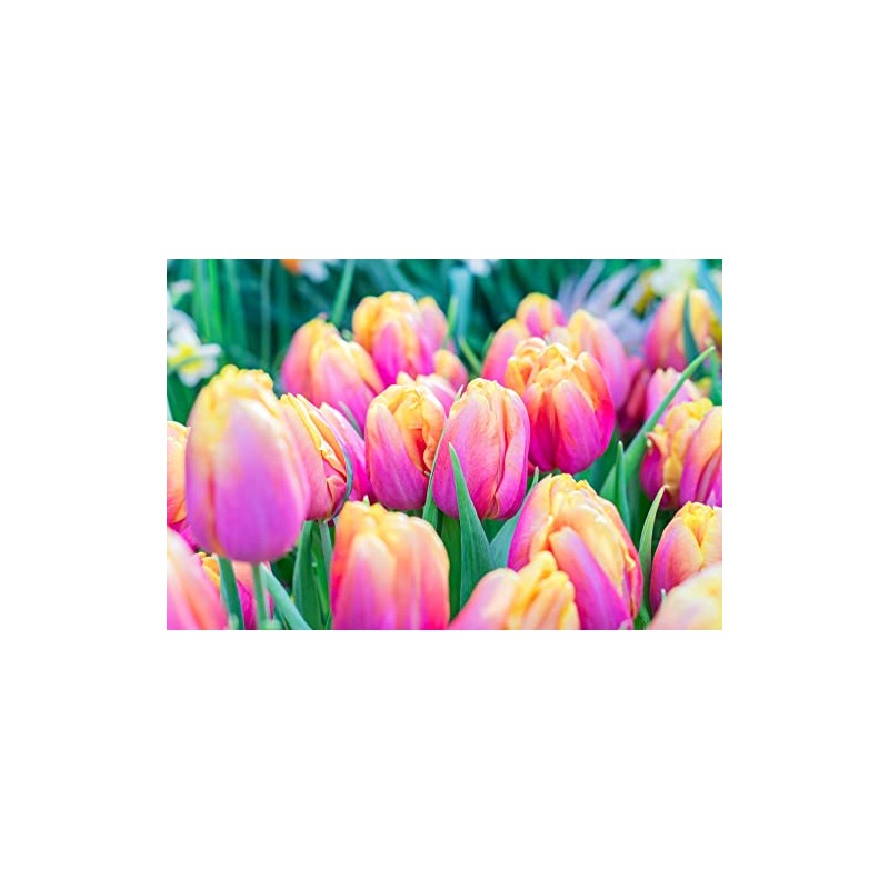 10 Pink Passion Tulip Bulbs for Planting - Easy to