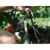 Okatsune 101 Unique Pruning Shears 7.1 inches (180 mm)