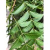 Fresh 100-120 Organically Grown Fresh Neem leaves, Shipped from Florida