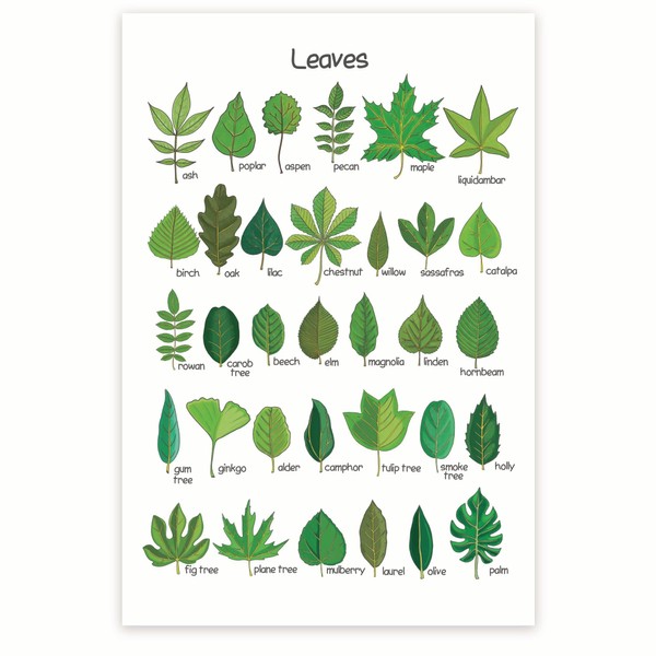 Leaves Chart - Botany Classroom Poster - Leaf Shapes -