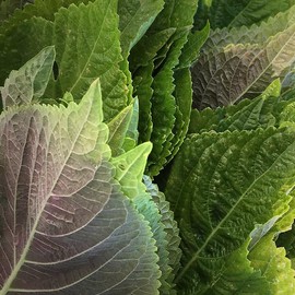 TomorrowSeeds - Korean Perilla (Shiso) Seeds - 1500+ Count - for 2025 Planting Kaennip Sesame Beefsteak Leaf Green Purple Basil Mint Herb Asian Vegetable Grow Your Own Home Farm Patio Healthy