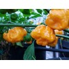 Foodarama Yellow Scotch Bonnet Pepper 10+ Seeds