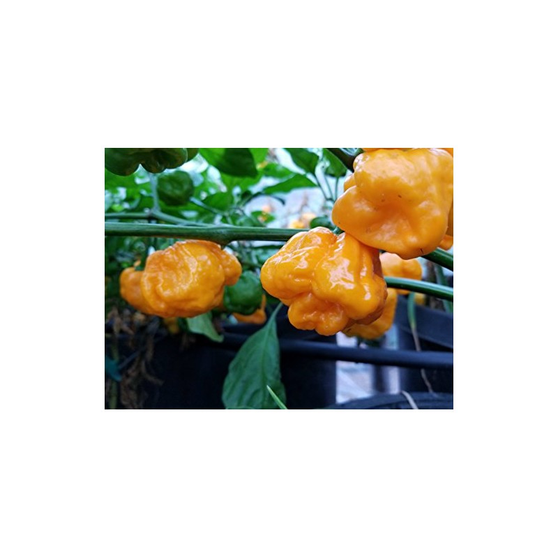 Foodarama Yellow Scotch Bonnet Pepper 10+ Seeds