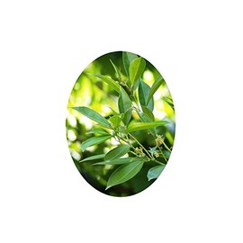 SNAILSEED Laurel LEAVED Cocculus laurifolius Semitropical Live Foliage Tree Hedge Plant Black Berries Starter Size 4 Inch Pot Emerald R