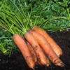 16,000 Scarlet Nantes Carrot Seeds for Planting Heirloom Non-GMO 28+
