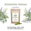 Siyah Organics Artemisia Annua Sweet Wormwood Capsules - Antioxidant, Herbal
