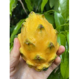 Sapodilla Gardens Yellow Dragon Fruit Live Plant