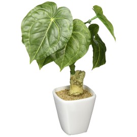 Kijapan 163787 KU W 6.3 x D 5.1 x H 10.6 inches (16 x 13 x 27 cm)