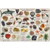 Laminated Collectible Fossils Poster 24x36