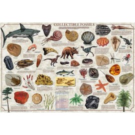 Laminated Collectible Fossils Poster 24x36