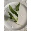 ONE Anubias Congensis (Medium) Live Easy Beginner Aquarium Plant