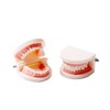 SNAWOP Dental Standard Teeth Model Denture Tooth Model Typodont Demonstration