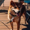Dog Lead Clips Dog Lead Clasp Heavy Duty Dog Lead