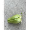 Chayote Squash 1 Sprouted Chayote Squash Ready To Plant Buy