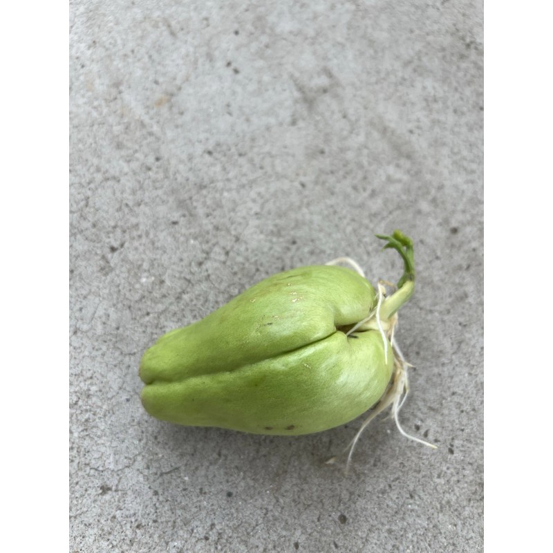 Chayote Squash 1 Sprouted Chayote Squash Ready To Plant Buy