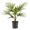 Palm 10in. Windmill Palm Plant