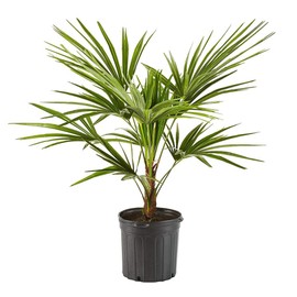 Palm 10in. Windmill Palm Plant