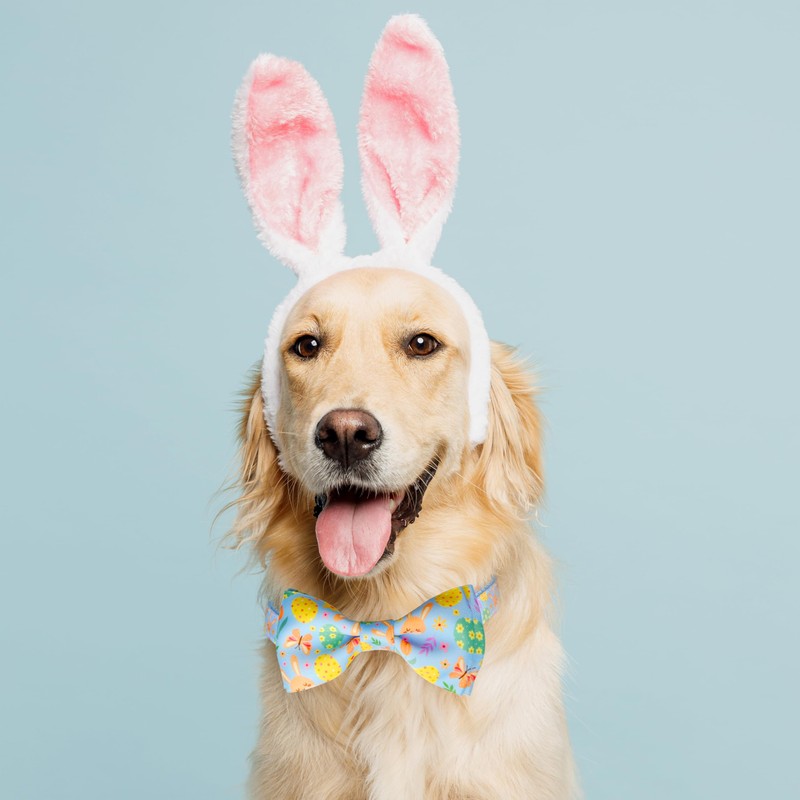 Easter Dog Bow Tie and Collar Set - Adjustable Puppy