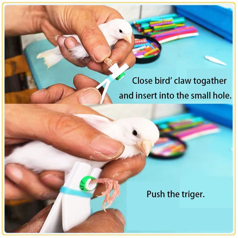 FOIBURELY 80 pcs Numbered Bird Ring Leg Bands for Gouldian