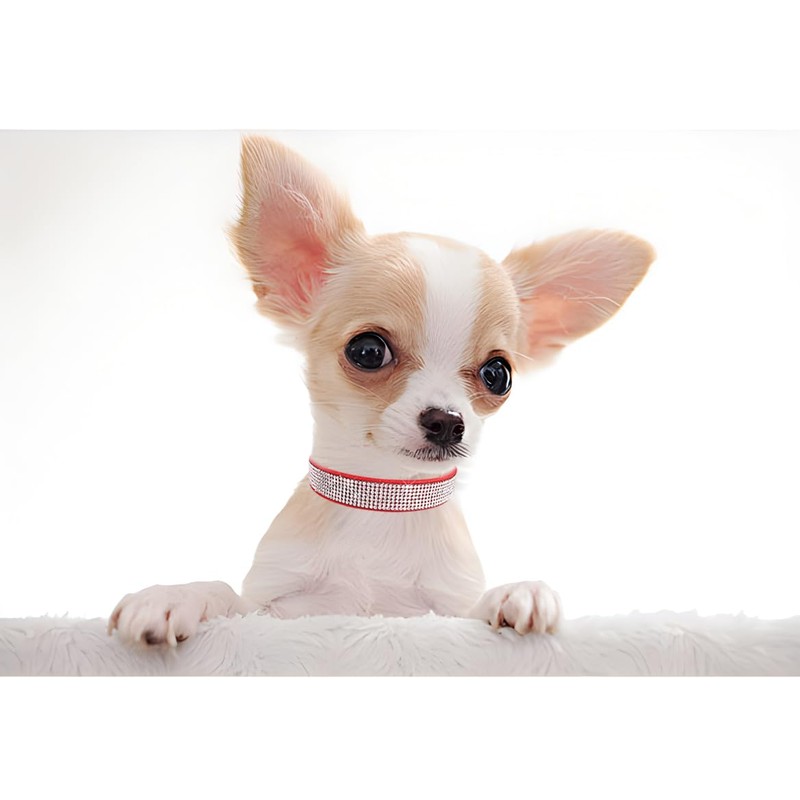 Red Bling Cat Collar, Rhinestone Dog Collars Girl Diamond Puppy