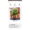 BALSAM FIR SAPLINGS, Christmas Trees From MAINE.  SIX (6+)