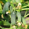 Cucumber Parisian Gherkin Seeds – Open-Pollinated | 50–55 Days to