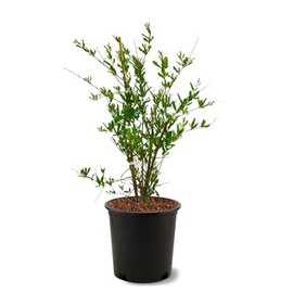 American Plant Exchange Pomegranate Tree 'Wonderful' – 5-Gallon Pot – Live Fruit-Bearing Tree, Cold-Hardy, Sweet & Tart Red Fruit for Home Orchards, Patios, Gardens & Edible Landscapes