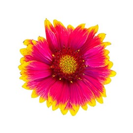 Gaillardia Blanket Flower Seeds
