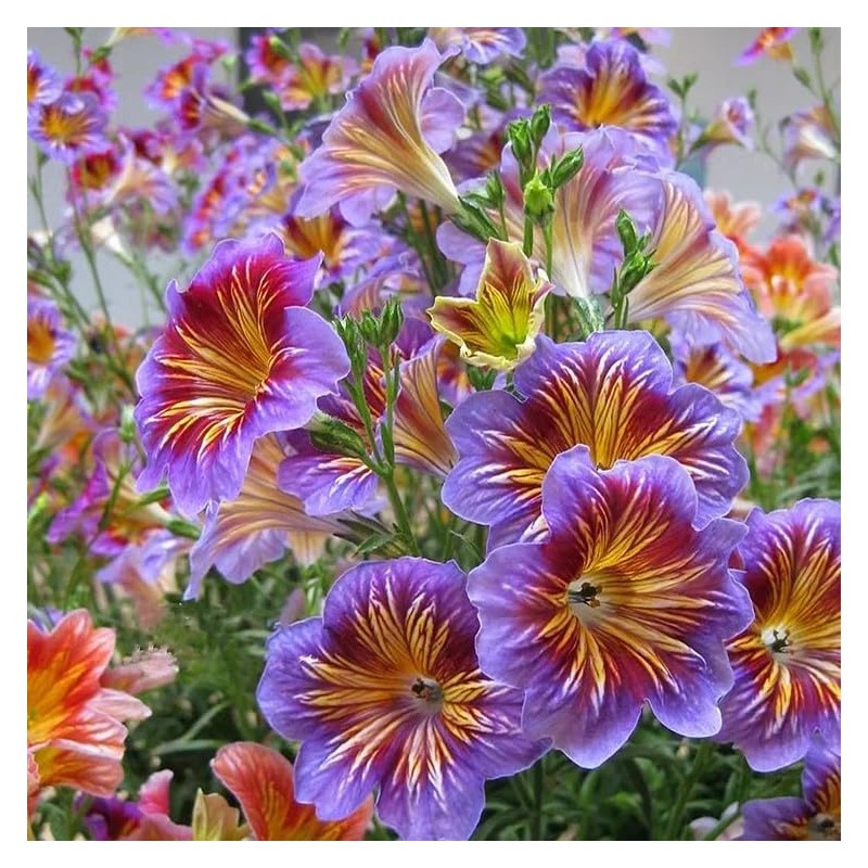 MESay Chilean Morning Glory Seeds - 100 Mixed-Color Seeds for