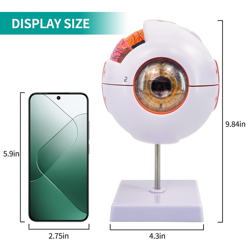 Eye Anatomy Model, 6X Enlarged Eyeball Model, Human Eye Anatomical