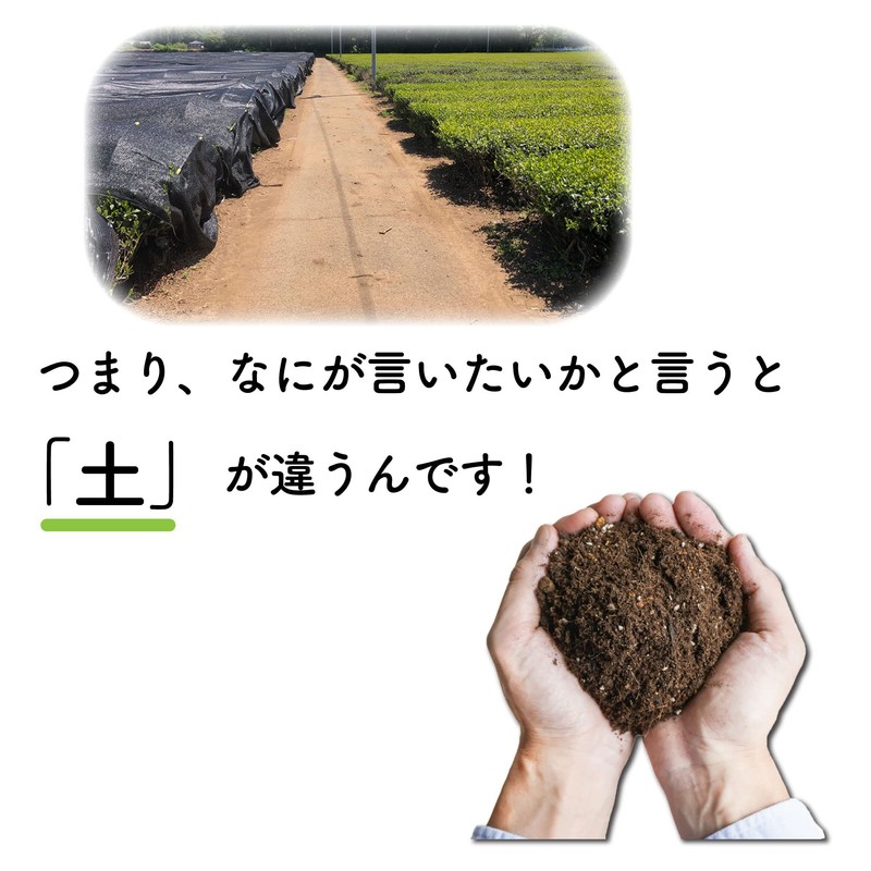 Matsuda Seicha Sashima Tea Bag with String 0.1 oz (2.5