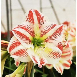 Moon Scene Amaryllis | Red Stripes on Cream Flower | Bare Root Bulb | Beautiful Amaryllis for Indoor & Outdoor Planting | Unique Floral Display