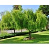HPGS 10 Seeds - Mayten ""Weeping Green Shower"" Tree Seeds