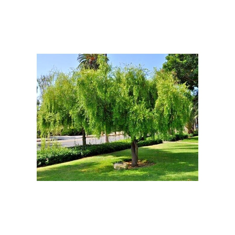 HPGS 10 Seeds - Mayten ""Weeping Green Shower"" Tree Seeds