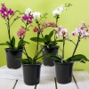 RAOOKIF 100 Pack Black Nursery Pots, 4 Inch Pot for