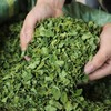 1 Kilo Moringa, Hoja Entera Orgánica - La Purisima -