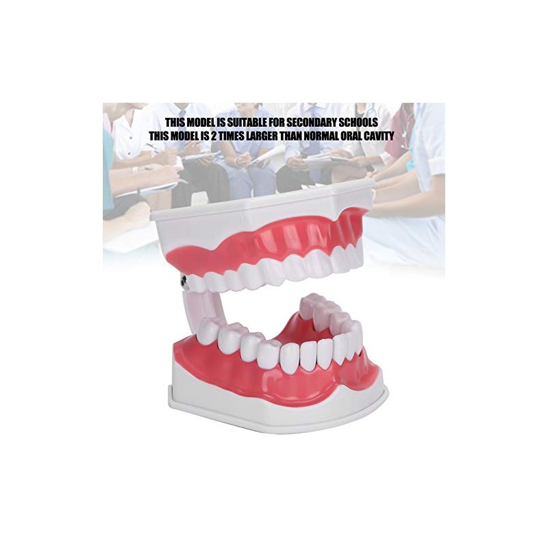 Modelo de Dientes de Enseñanza Modelo de Dientes Estándar con