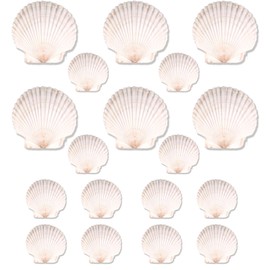GXGGUS 20PCS Natural Scallop Shells for Crafts & Baking - 6 Large (4-5in) & 14 Medium (2-3in) Seashells - DIY Painting, Beach Wedding Decor, Resin Art, Coastal Home Decoration, Party Centerpieces