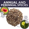 Texas Oklahoma Wildflower Seeds Mixture - Bulk 1 Ounce Packet