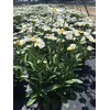 Leucanthemum X Superbum 'Becky' (Shasta Daisy) Perennial, white flowers, 1