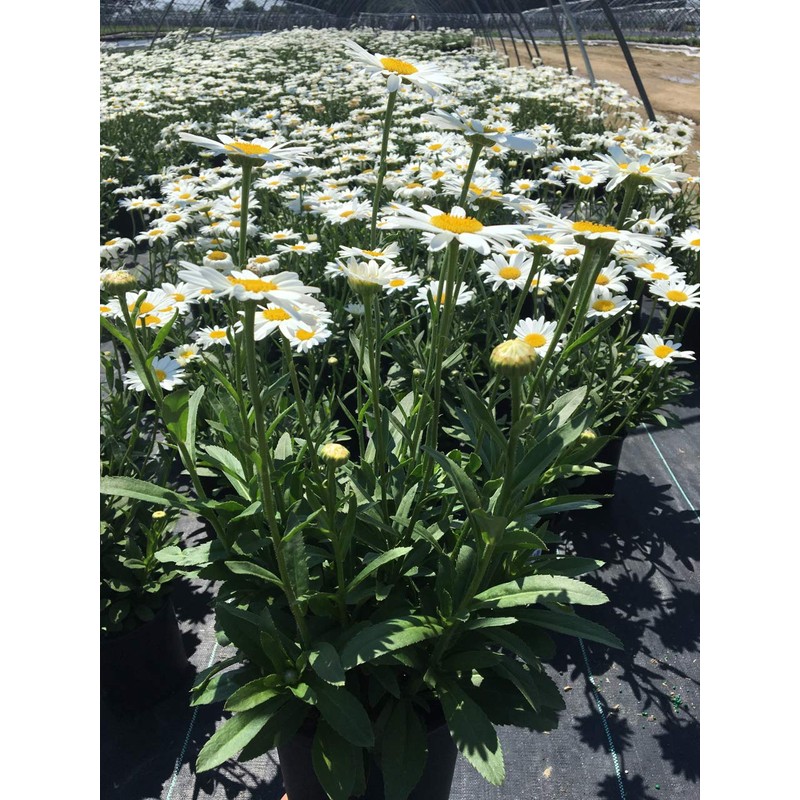 Leucanthemum X Superbum 'Becky' (Shasta Daisy) Perennial, white flowers, 1
