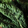 Kale Garden Seed - Premier - 5 Lbs Bulk ~640,000