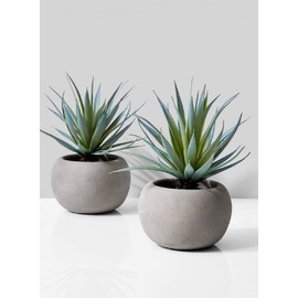 Serene Spaces Living Sword Grass in Grey Cement Pot, Set of 2, Perfect for Weddings and Home Décor, Real Looking Succulent for Decoration, Measures 6in Diameter x 8in High
