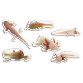 6 x 10cm Axolotl Vinyl Stickers - Dragon Fish Aquarium Animal Funny Pattern Nature Pets Face Wild Girls Boys Travel Scrapbooking #80797
