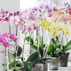 Plant Stakes 30 Pcs 17 Inch & 11 Inch Plant Support Stakes for Indoor Outdoor Tall Acrylic Clear Garden Orchid Sticks with 30 Small Clips Single Stem Potted Tomato Flower Amaryllis Vegetables