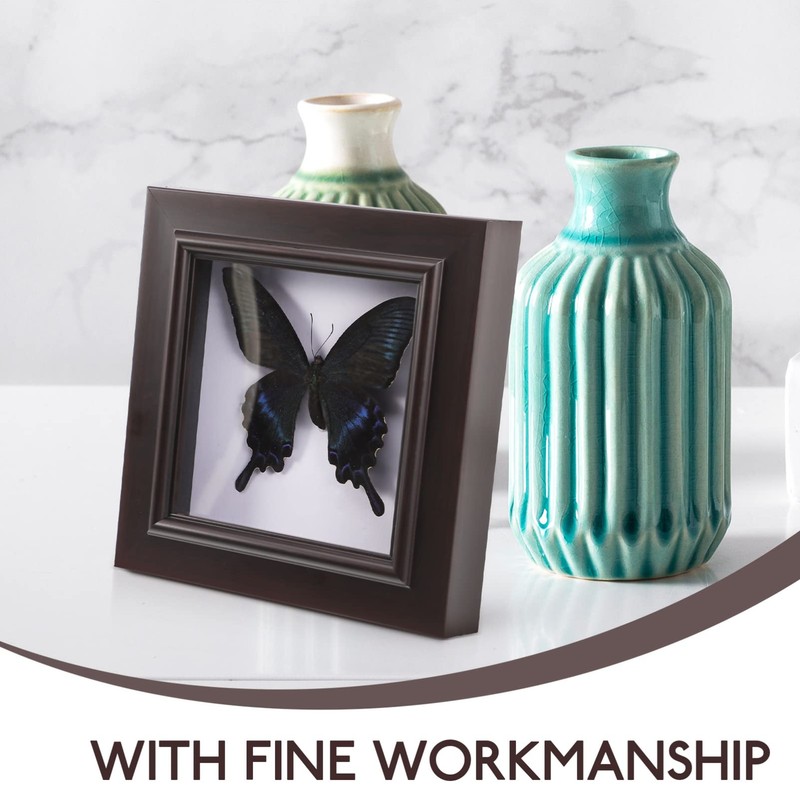 Housoutil Butterfly Specimens in Shadow Box Blue Morpho Butterfly Framed