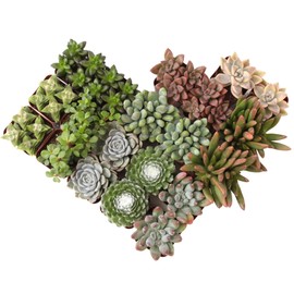 Altman Plants, Live Succulent Plants (20 Pack) Assorted Potted Succulents Plants Live House Plants in Cacti and Succulent Soil Mix, Cactus Plants Live Indoor Plants Live Houseplants in Planter Pots