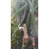 Cactus Night Blooming Cereus Cactus 5 ROOTED Cacti Easy to